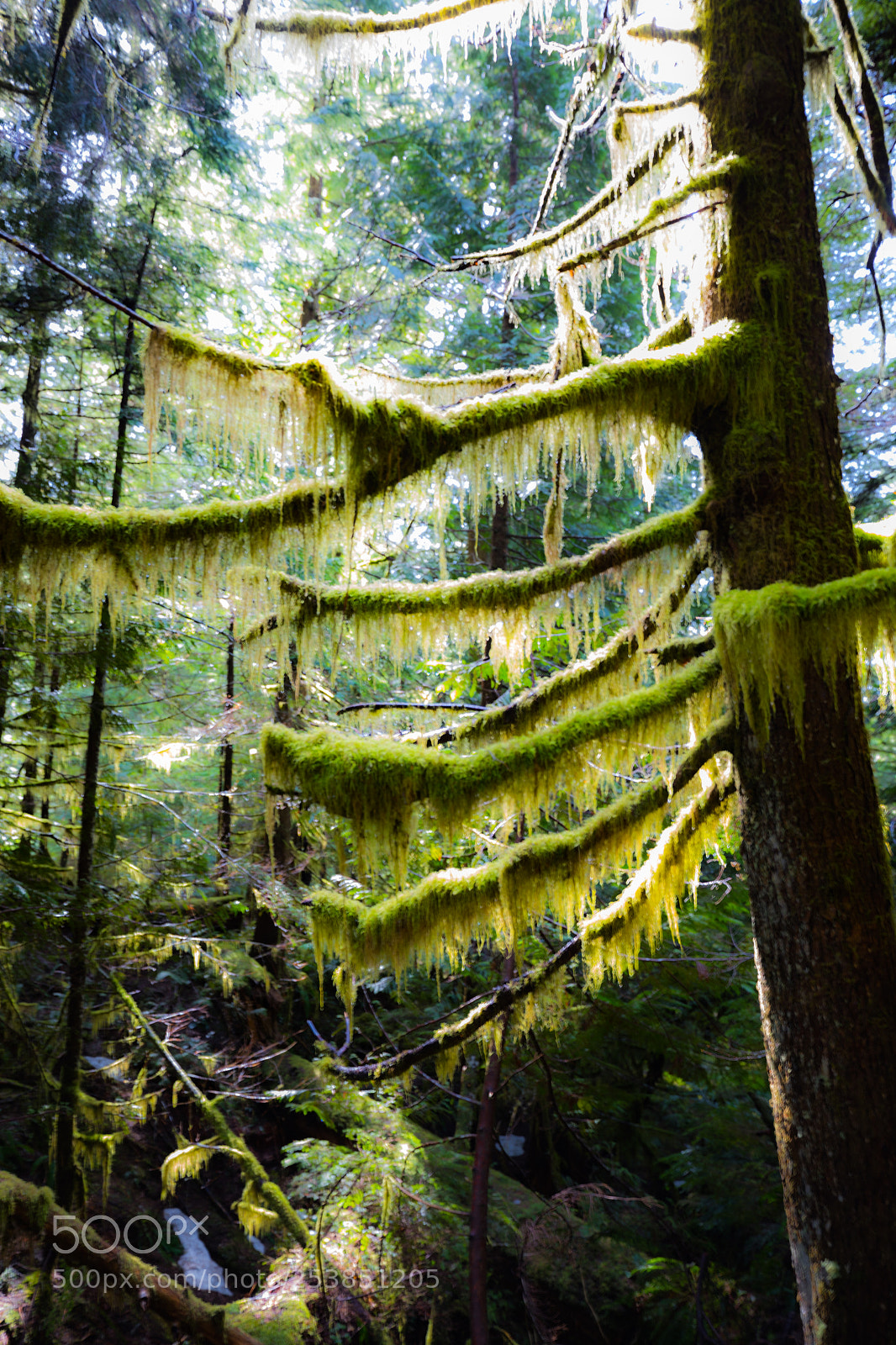 Canon EOS 5D Mark IV sample photo. Mt rainier national park photography