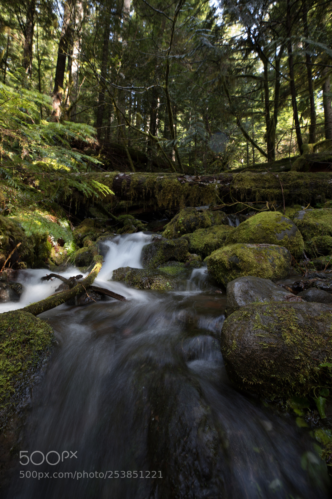 Canon EOS 5D Mark IV sample photo. Mt rainier national park photography