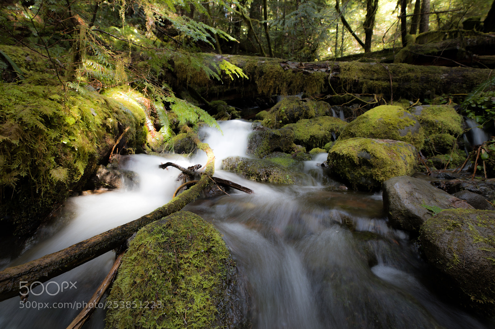 Canon EOS 5D Mark IV sample photo. Mt rainier national park photography