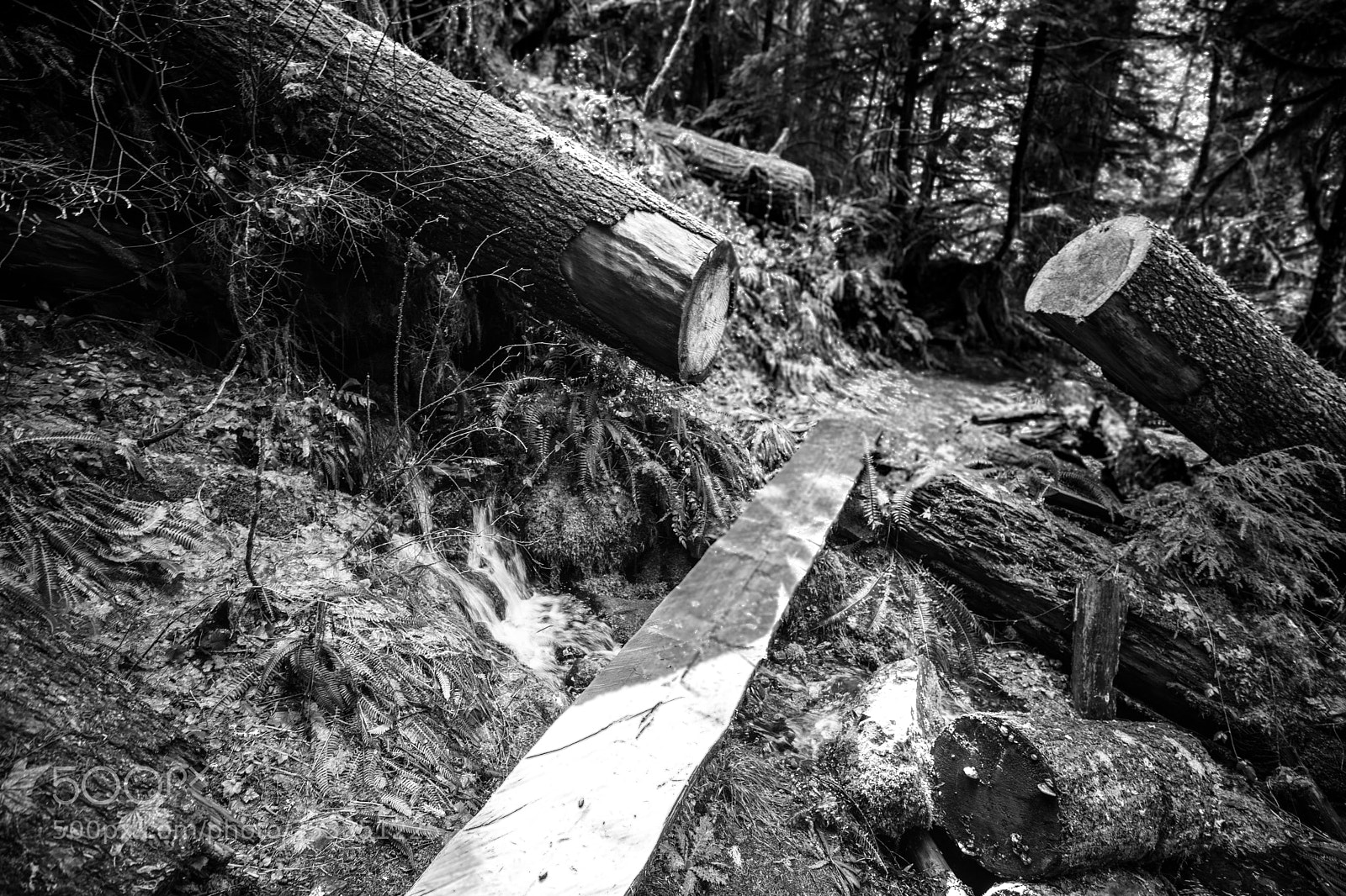 Canon EOS 5D Mark IV sample photo. Mt rainier national park photography