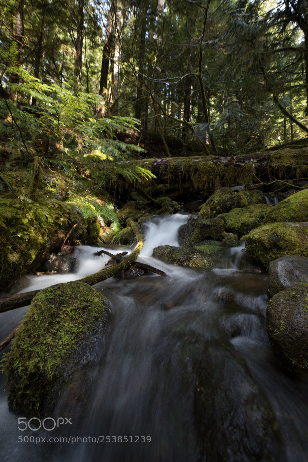 Canon EOS 5D Mark IV sample photo. Mt rainier national park photography