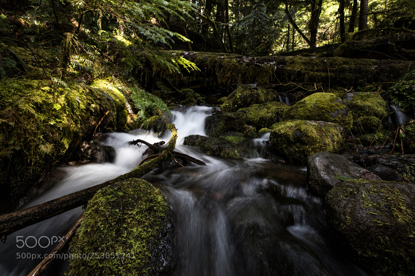 Canon EOS 5D Mark IV sample photo. Mt rainier national park photography