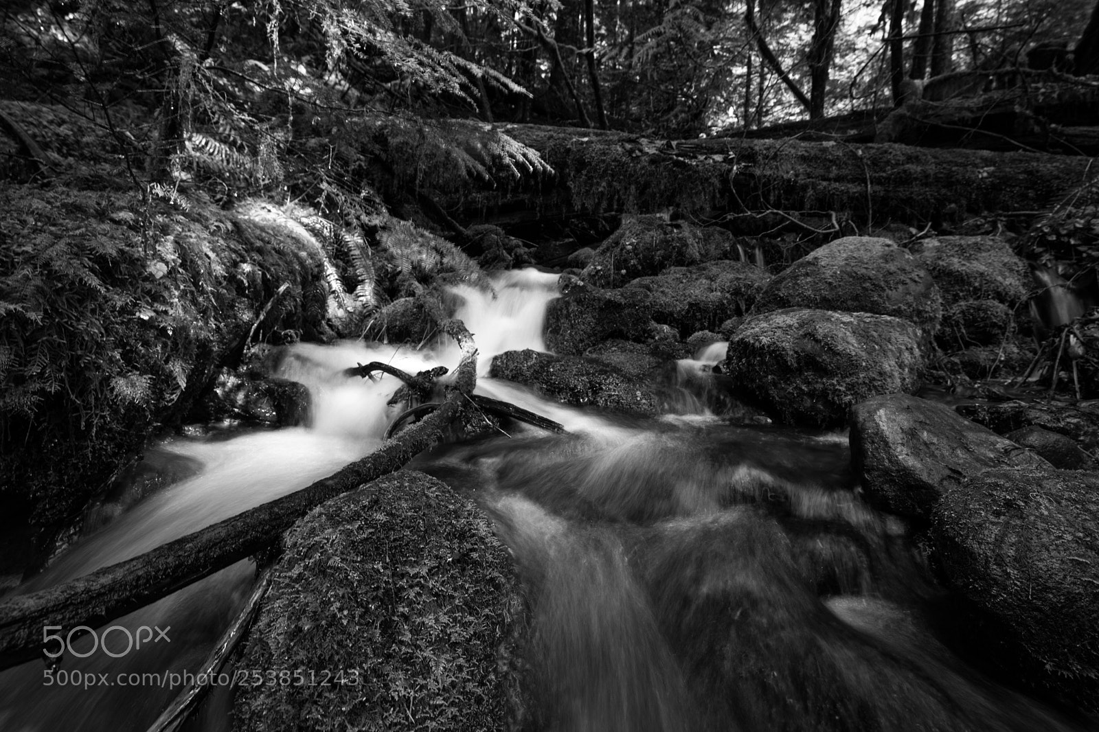 Canon EOS 5D Mark IV sample photo. Mt rainier national park photography