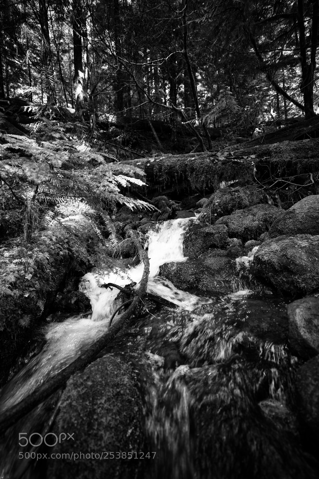 Canon EOS 5D Mark IV sample photo. Mt rainier national park photography