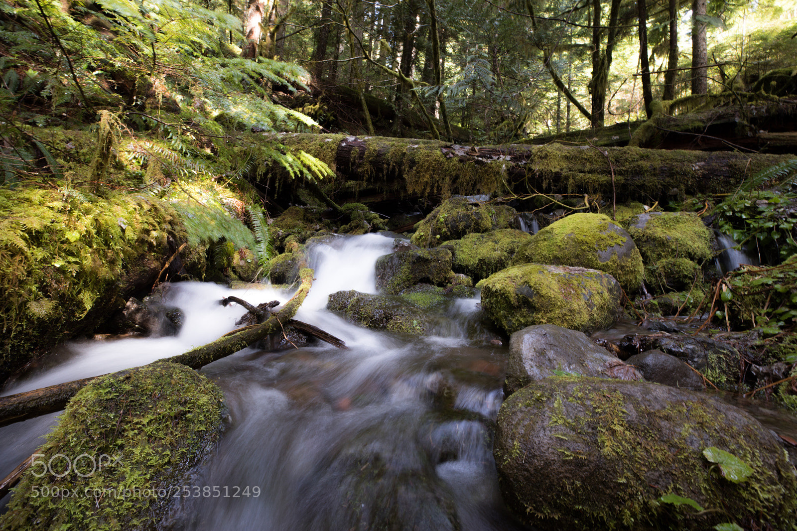 Canon EOS 5D Mark IV sample photo. Mt rainier national park photography