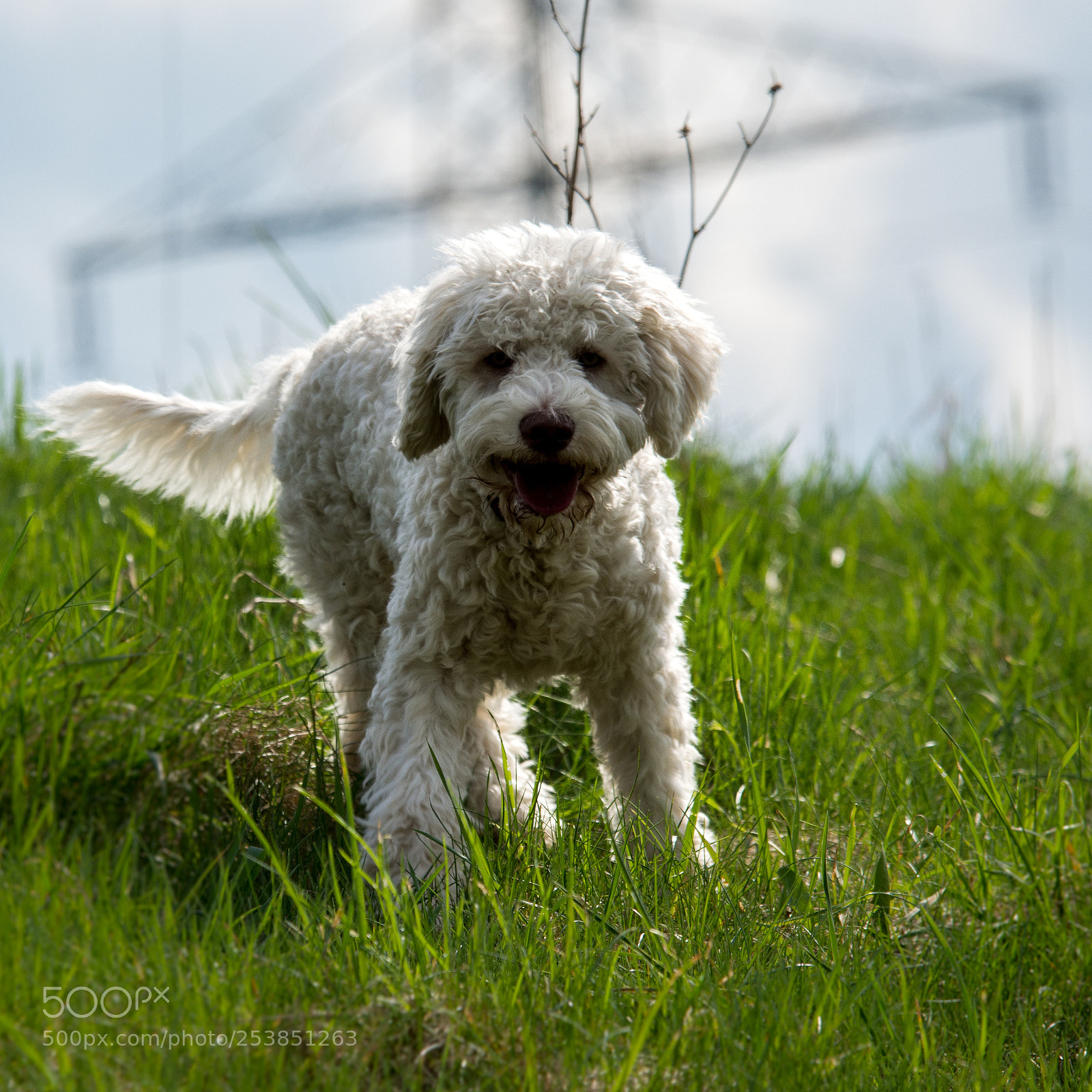 Nikon D7200 sample photo. Knolle photography
