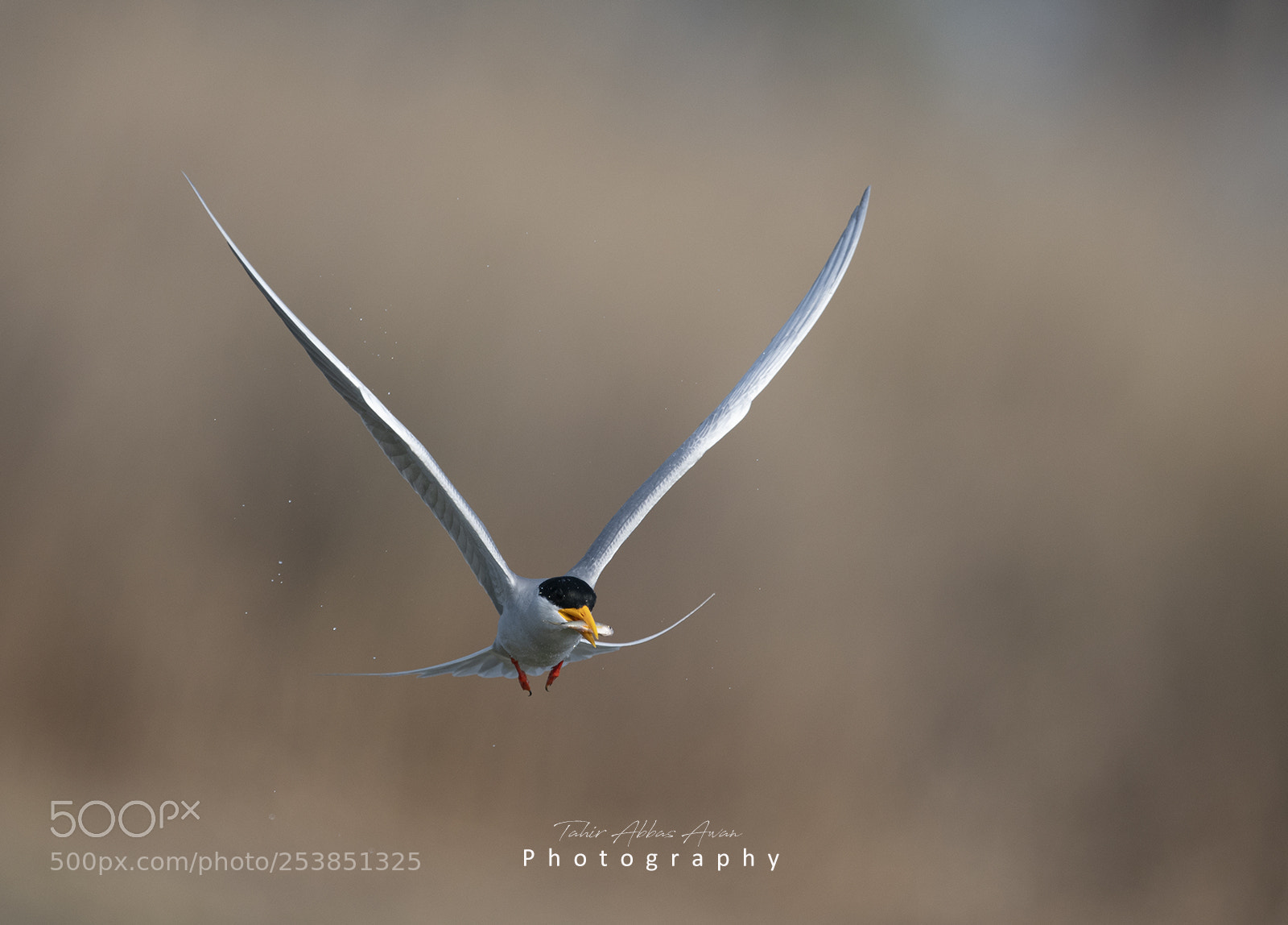 Nikon D500 sample photo. The river tern photography