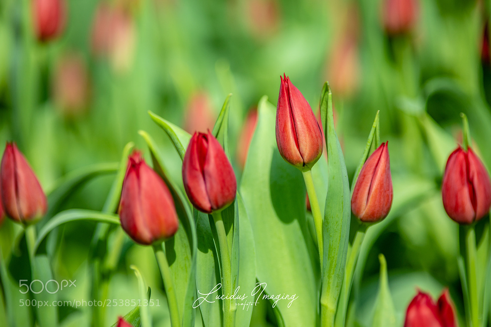 Canon EOS 5D Mark IV sample photo. Logo photography