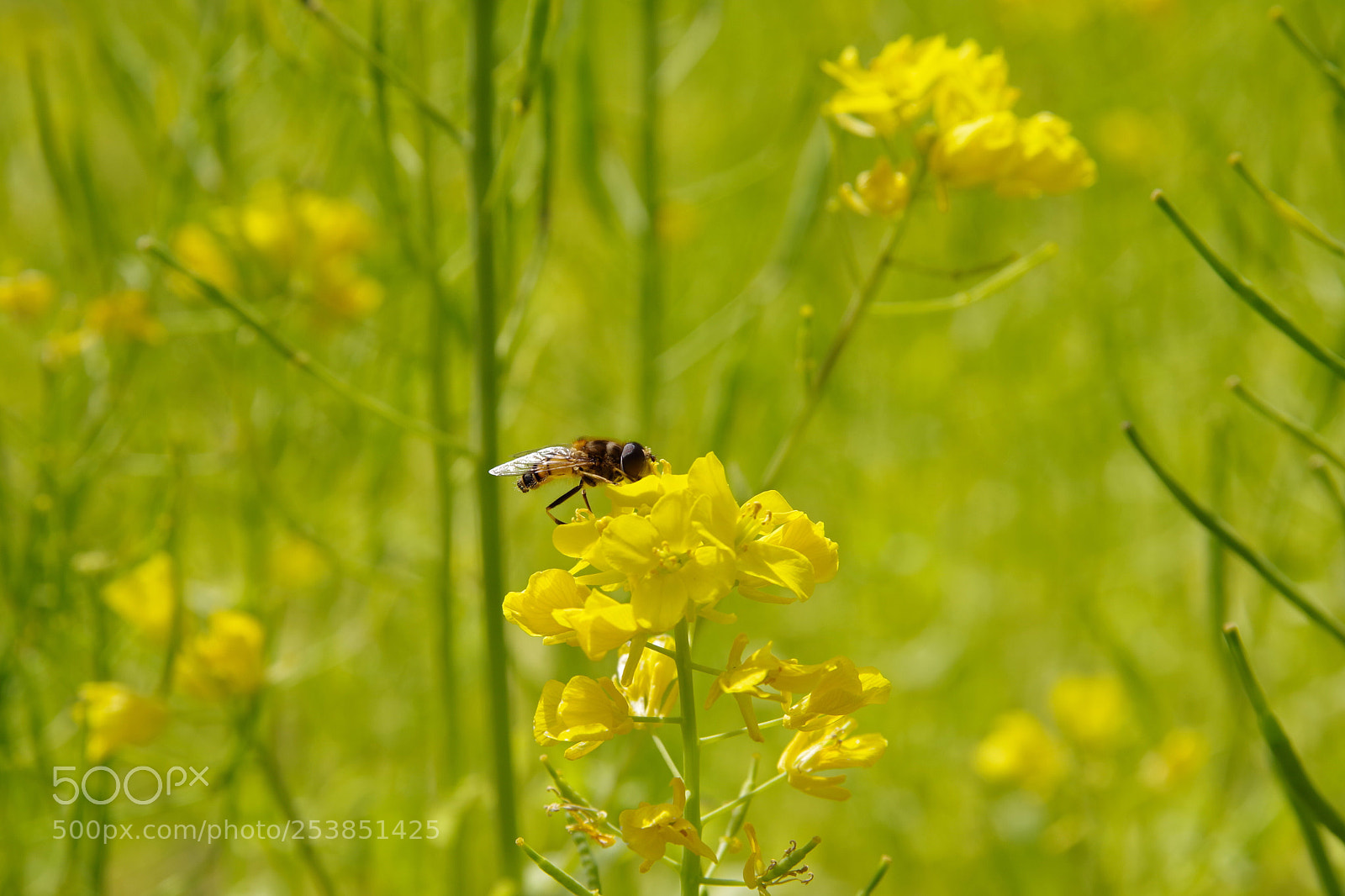 Pentax K-70 sample photo. Yellow photography