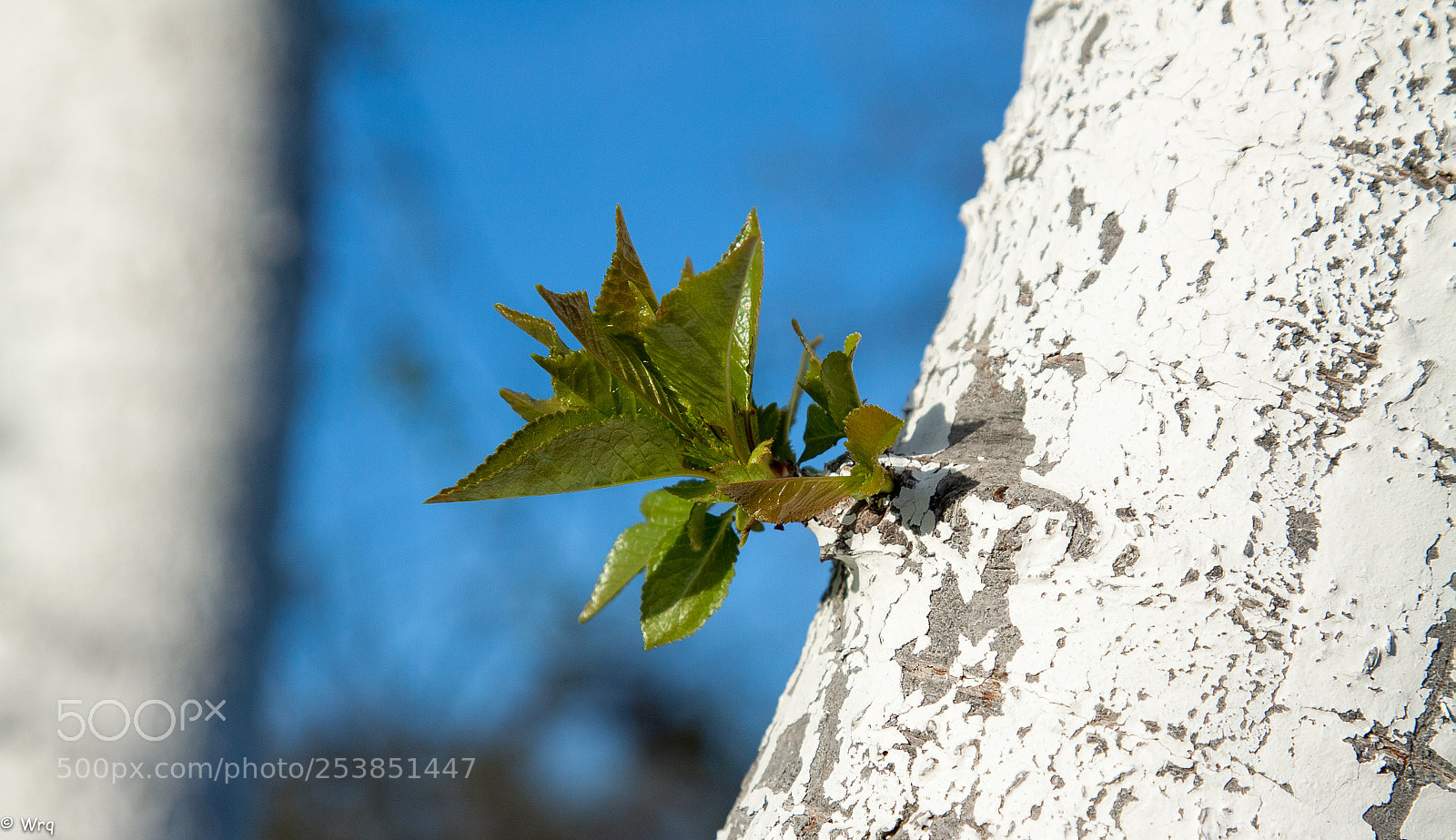 Canon EOS 50D sample photo. Wiosna photography