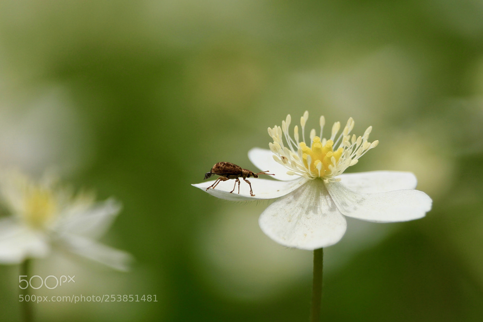 Canon EOS 700D (EOS Rebel T5i / EOS Kiss X7i) sample photo. A visitor... photography