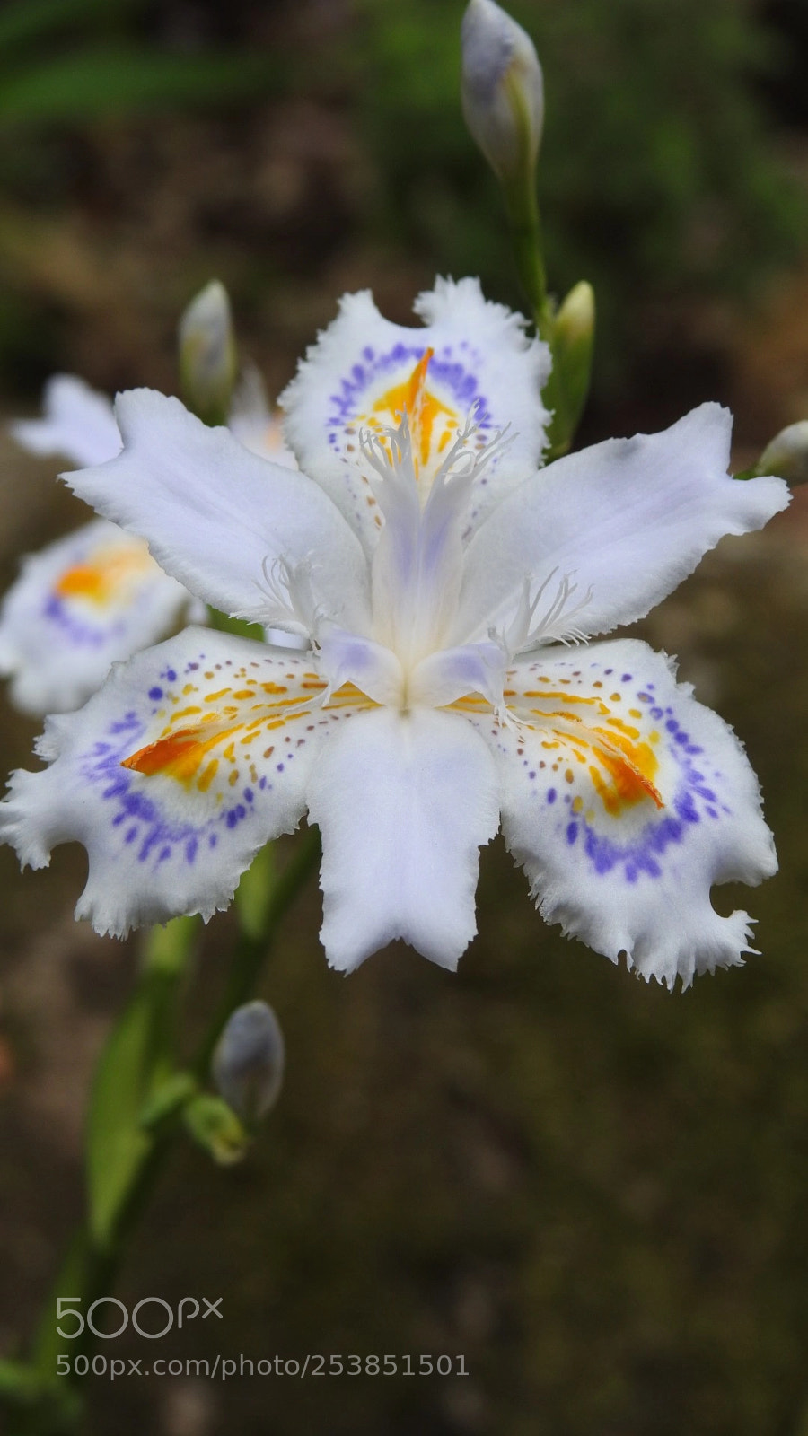 Nikon Coolpix P900 sample photo. Miniature iris photography