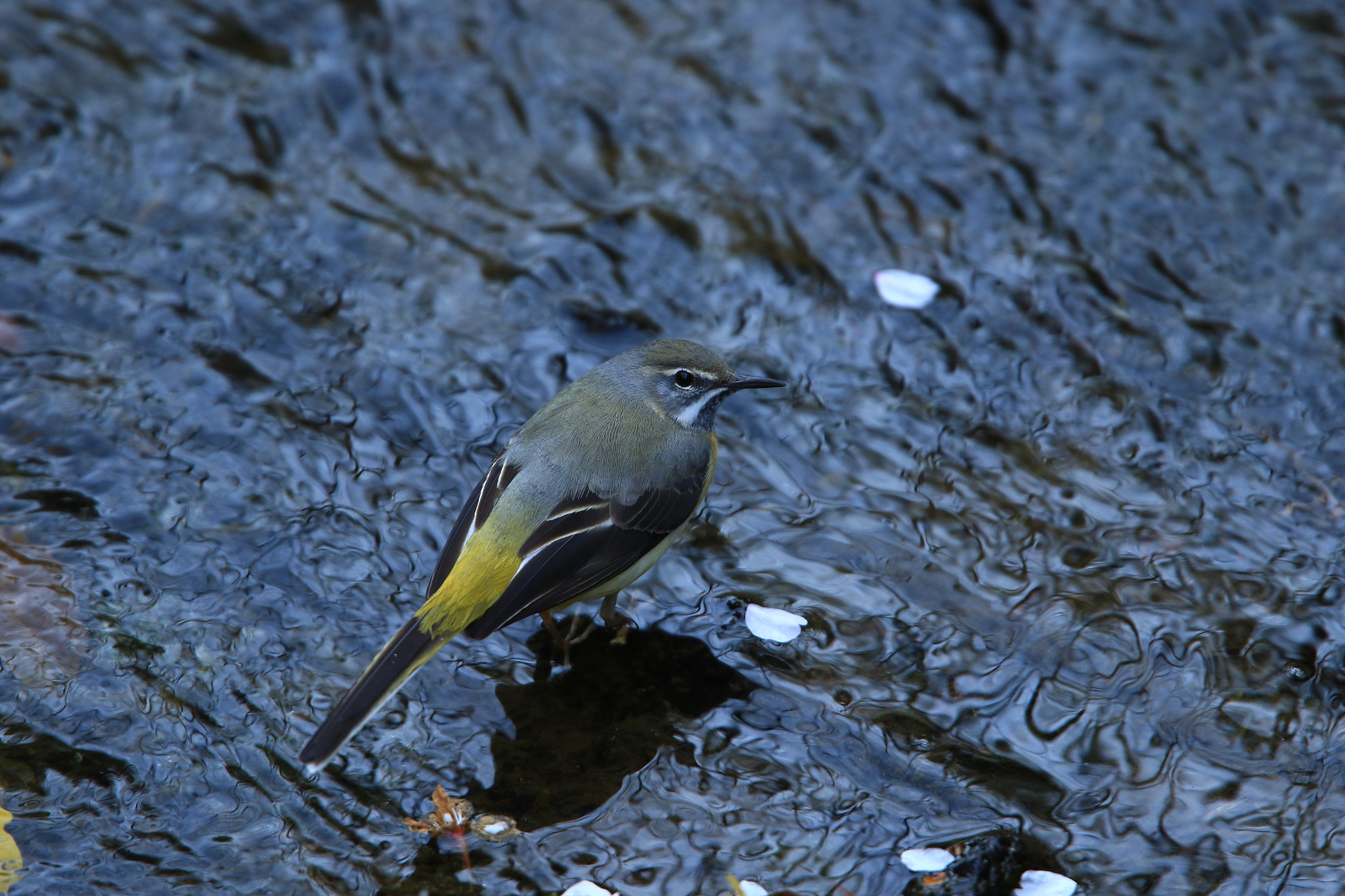 Canon EOS 7D Mark II + Canon EF 400mm F2.8L IS USM sample photo. キセキレイと花筏  grey wagtail photography