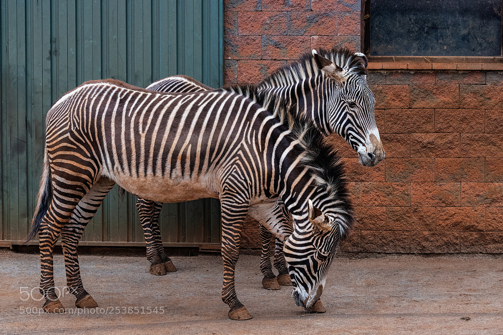 Canon EOS 6D Mark II sample photo. Grevy's zebra  040418-0849 photography
