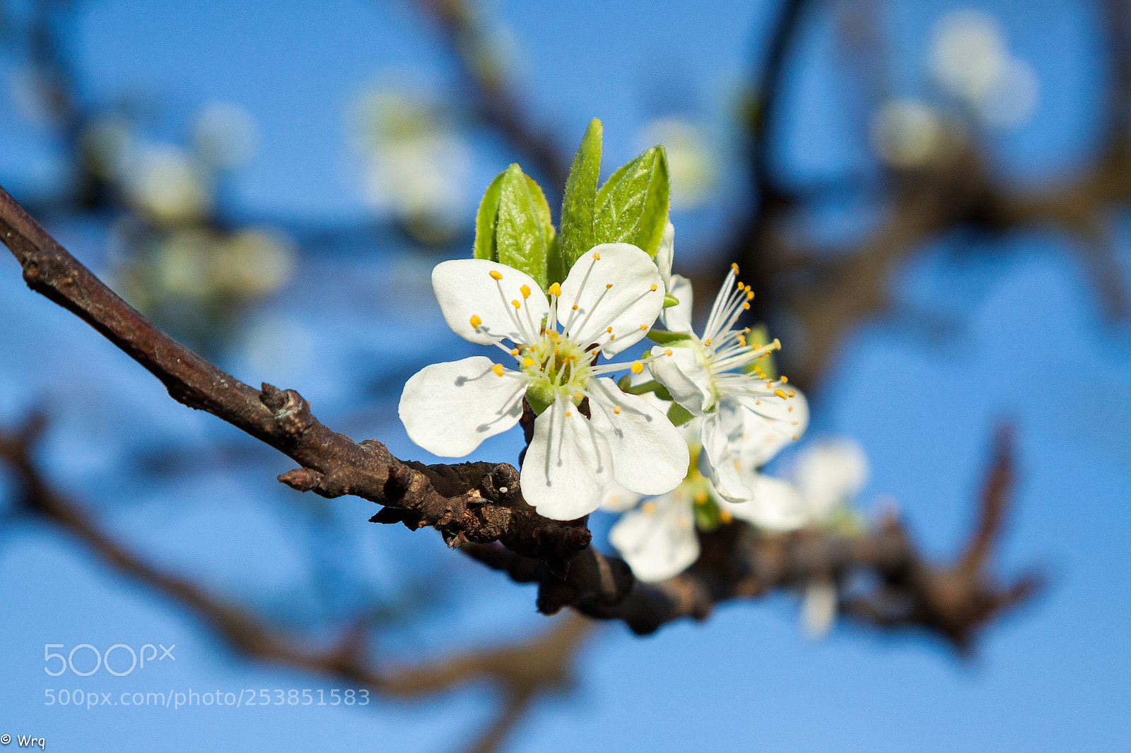 Canon EOS 50D sample photo. Wiosna photography