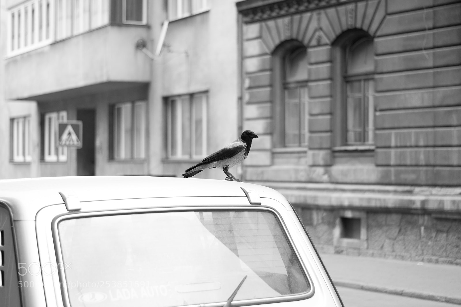 Nikon D3100 sample photo. Crow on the car photography