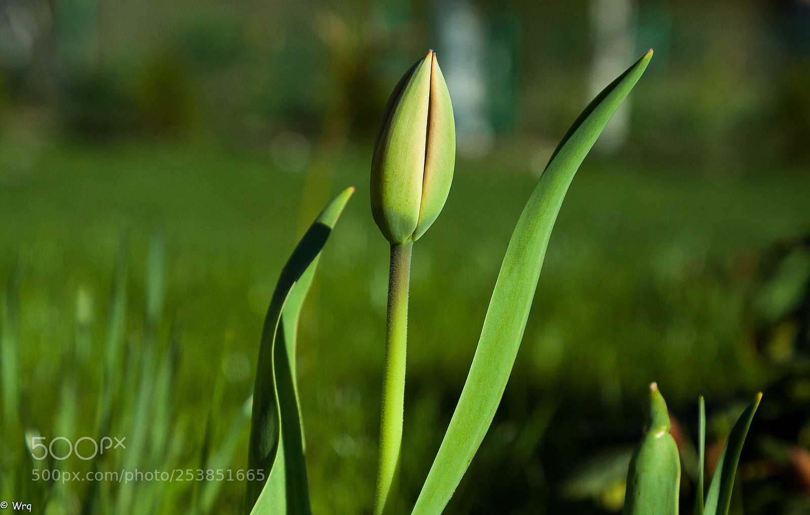 Canon EOS 50D sample photo. Wiosna w ogrodzie photography