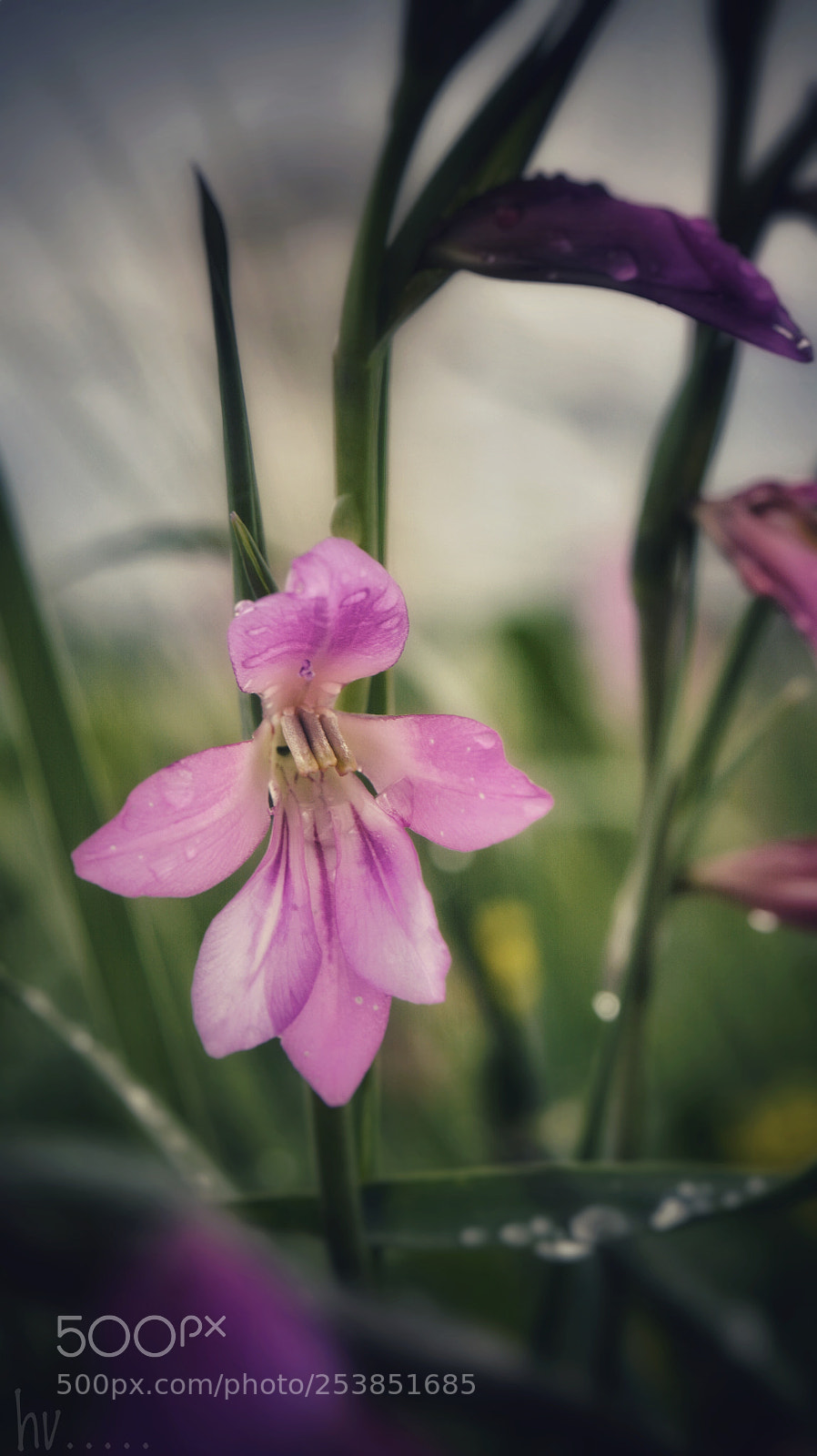 Nikon D7100 sample photo. Shade photography