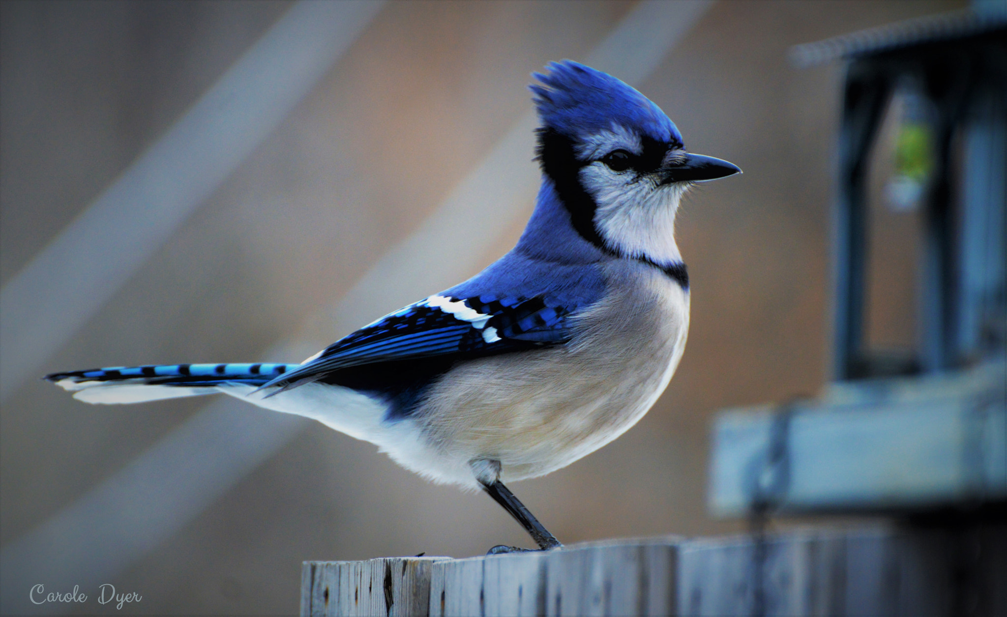 Nikon D3200 sample photo. Bluejay photography