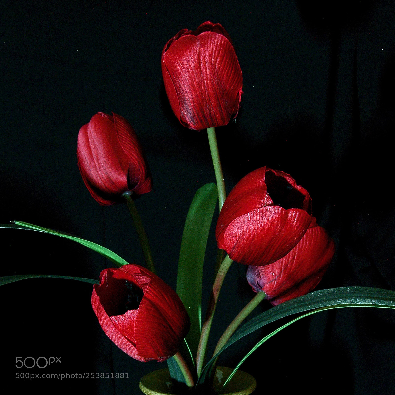 Sony Alpha DSLR-A230 sample photo. Red tulip photography