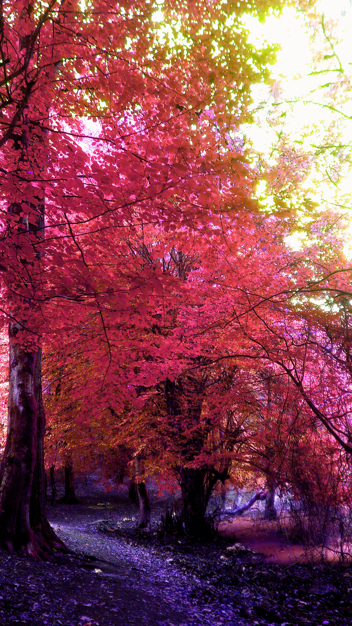 Sony Ericsson Xperia arc S sample photo