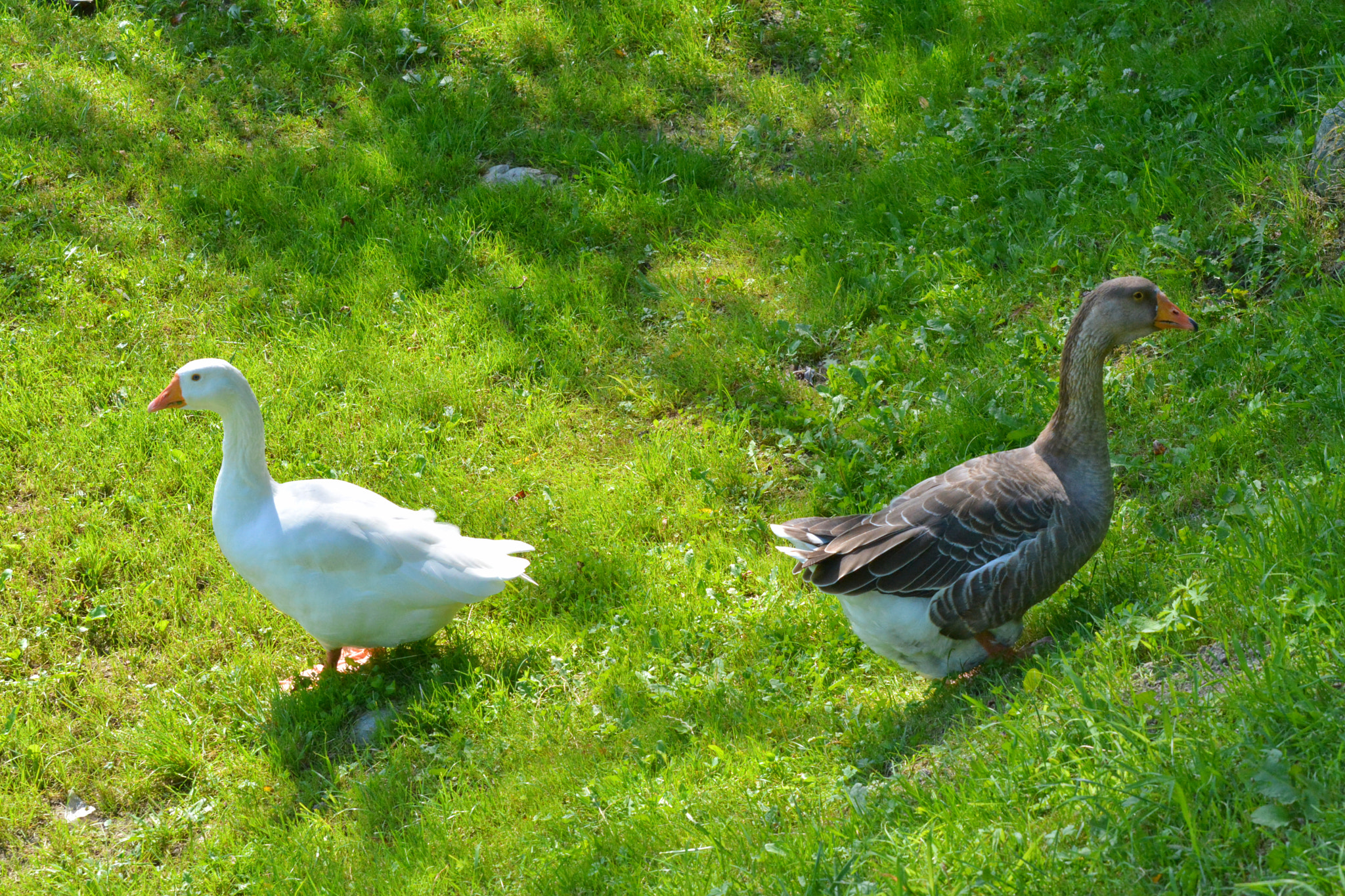 Nikon D7100 sample photo. White and grey goose photography