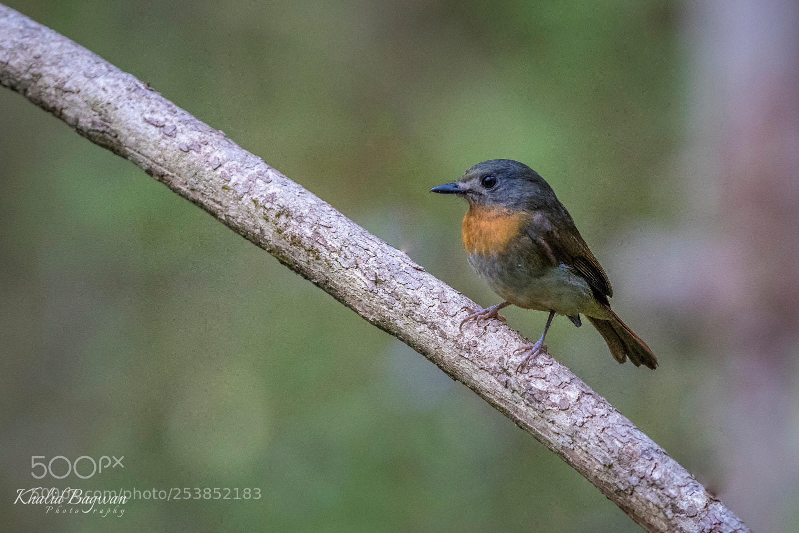 Canon EOS 7D Mark II sample photo. White bellied blue flycatcher photography