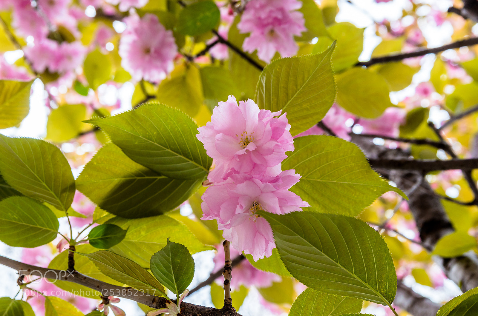 Pentax K-50 sample photo. Spring and its look photography