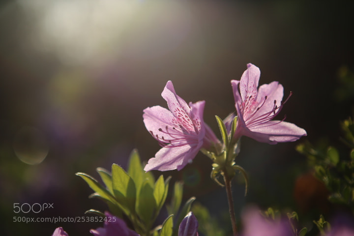 Canon EOS 6D + Canon EF 24-70mm F2.8L USM sample photo. Img photography