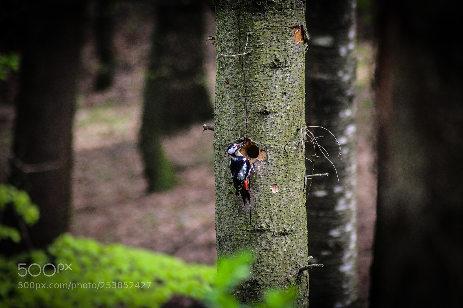 Canon EOS 70D sample photo. Untitled photography