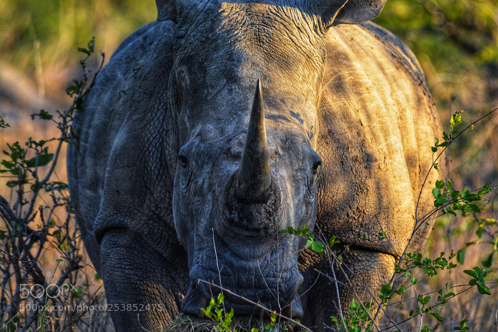 Nikon D7100 sample photo. Rhinozeros in south africa photography