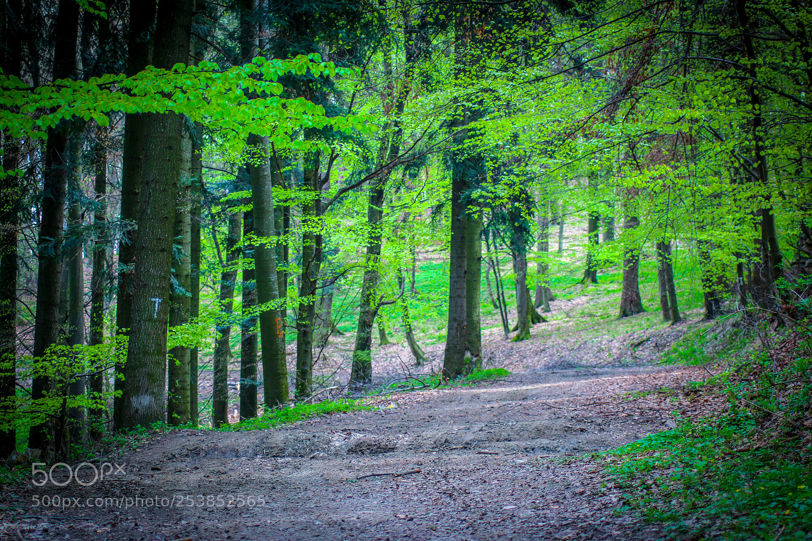Canon EOS 70D sample photo. Untitled photography