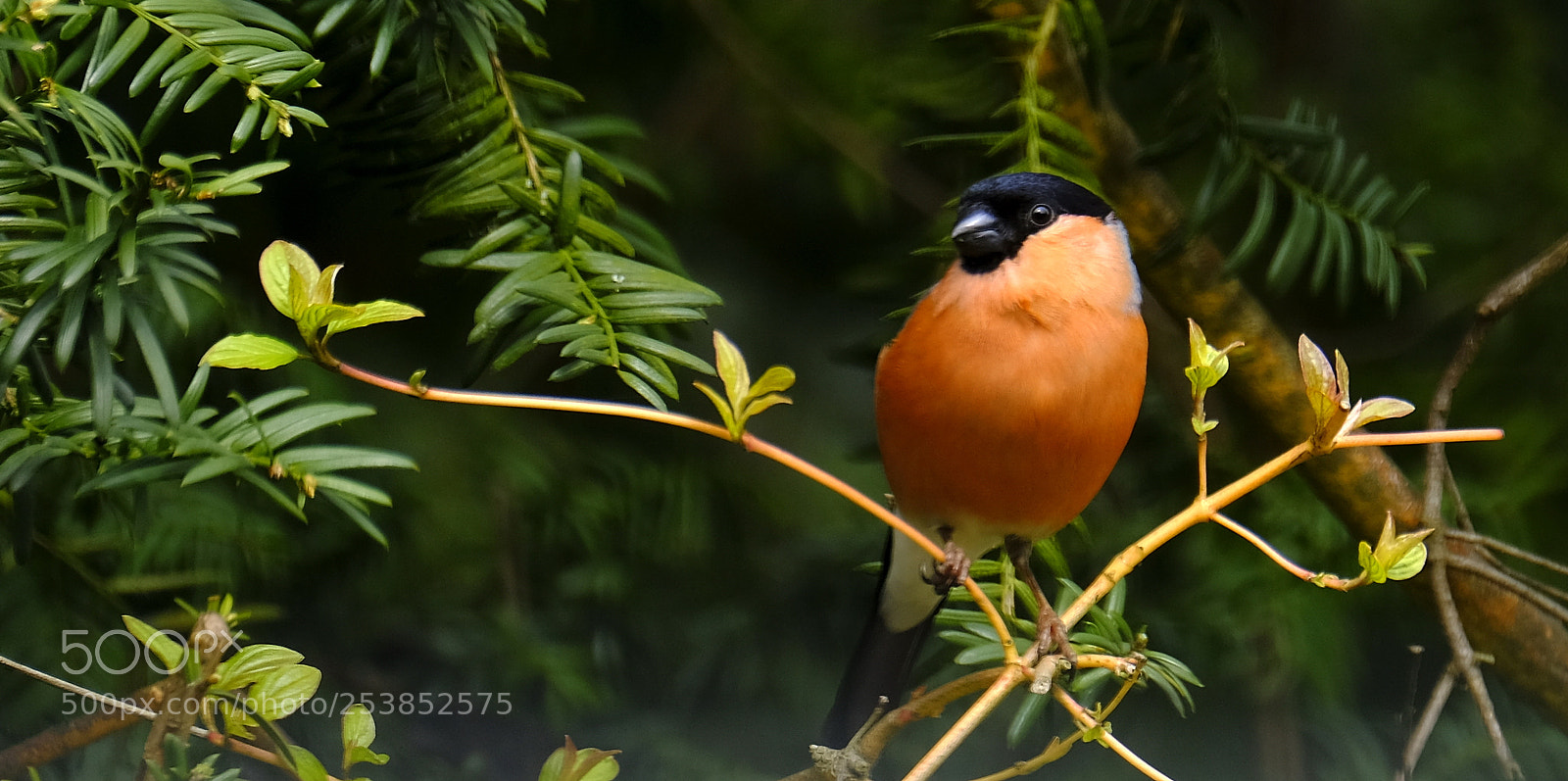 Fujifilm X-T2 sample photo. Bullfinch photography