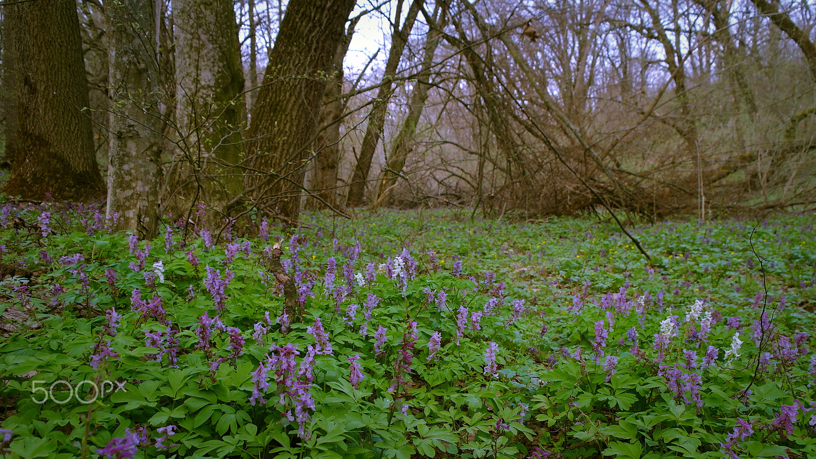 Samsung NX5 sample photo. In forest photography