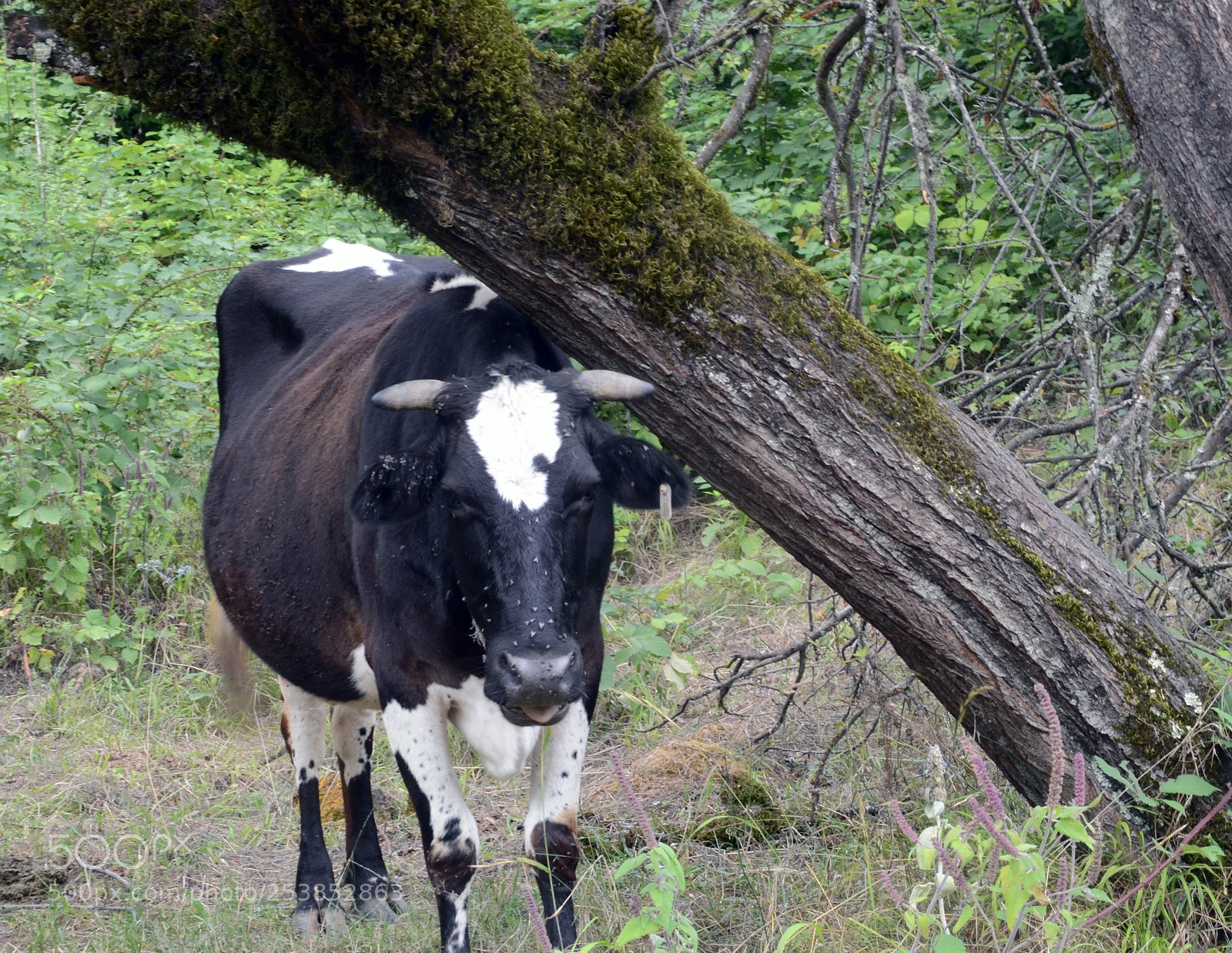 Nikon D7000 sample photo. Horned cow on pasture photography