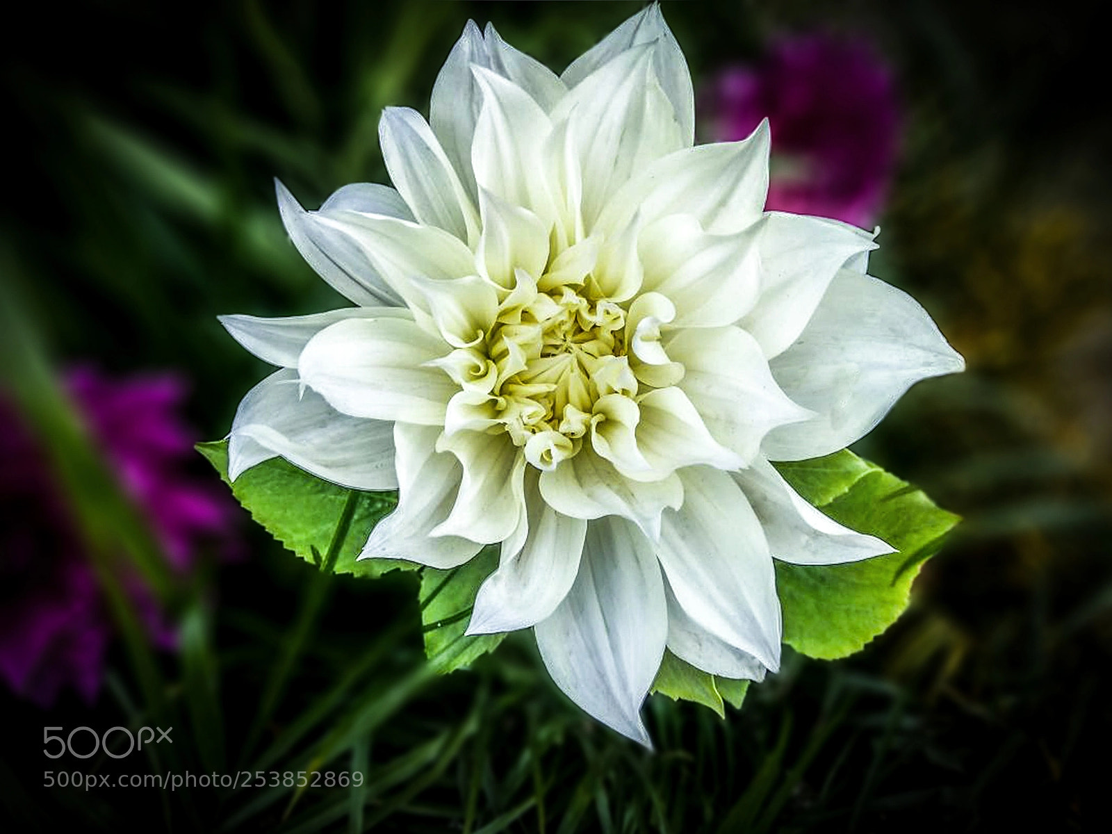 Xiaomi Redmi Note 5 sample photo. White flower in the photography