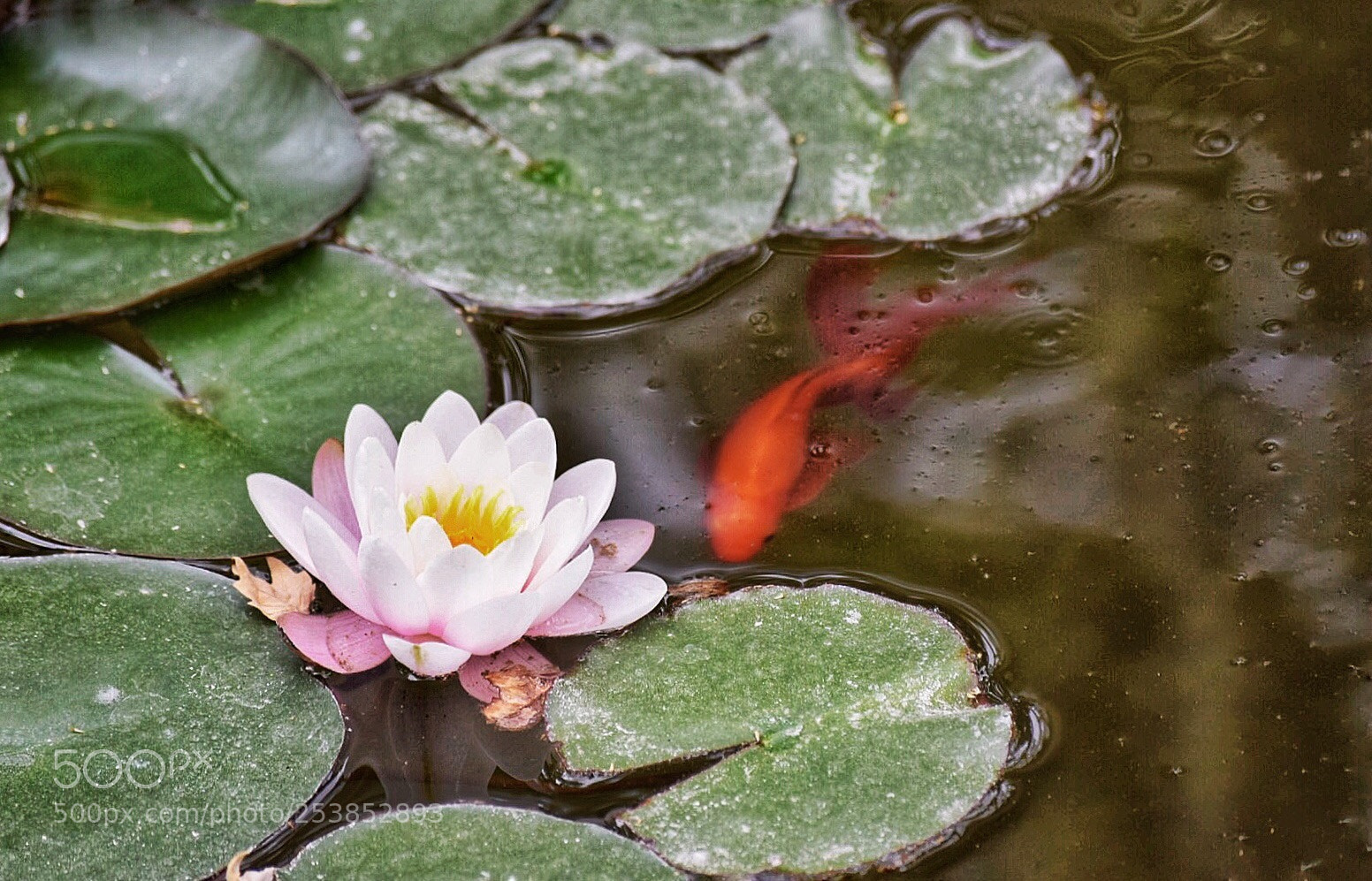 Nikon D5300 sample photo. Untitled photography