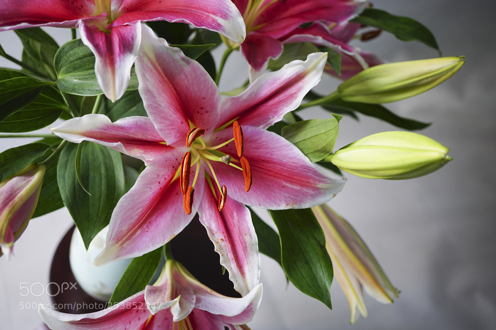 Sony a6000 sample photo. Lily photography