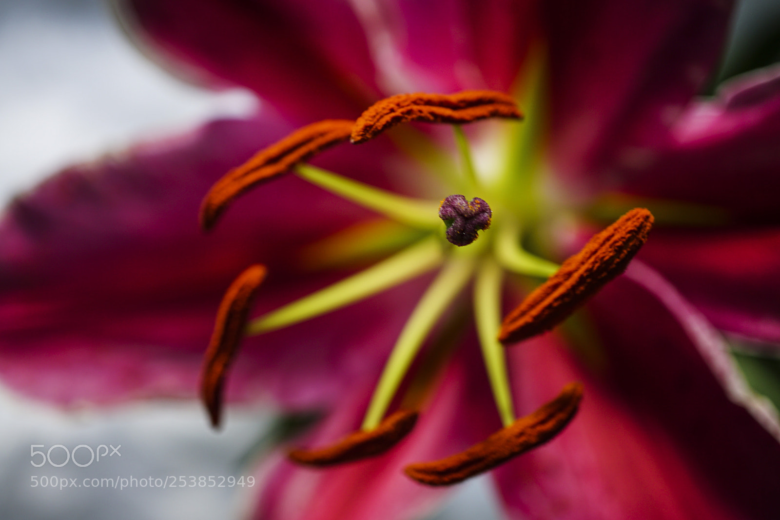 Sony a6000 sample photo. Lily photography