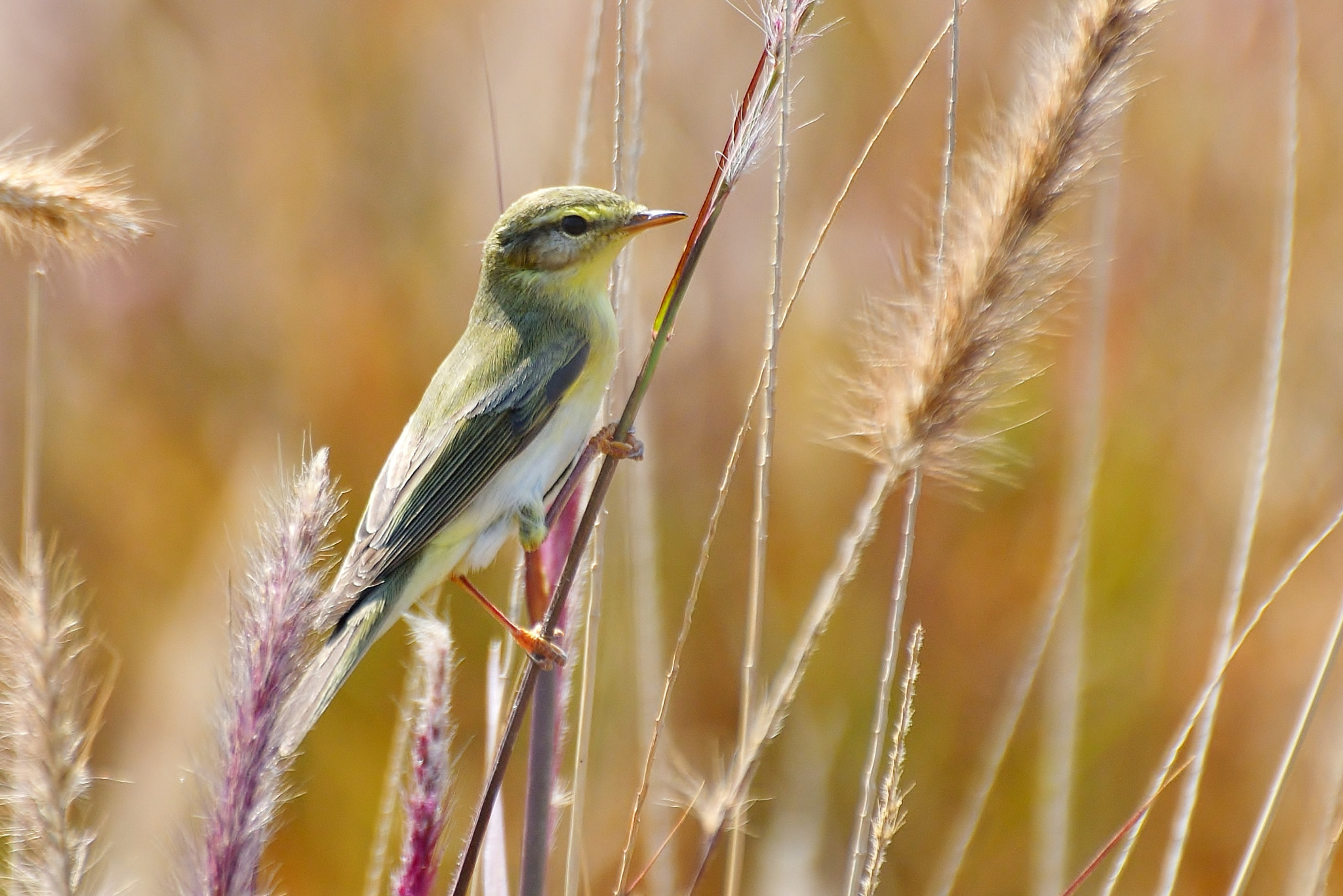 Nikon D500 sample photo. Warbler bird photography