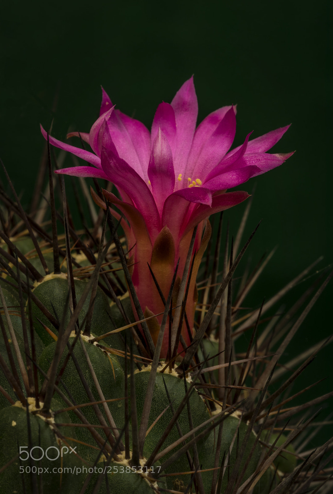 Canon EOS 5D Mark IV sample photo. Cactus flower photography