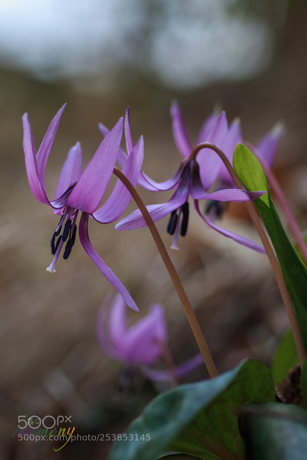 Canon EOS 70D sample photo. Blooming on the slope 2 photography