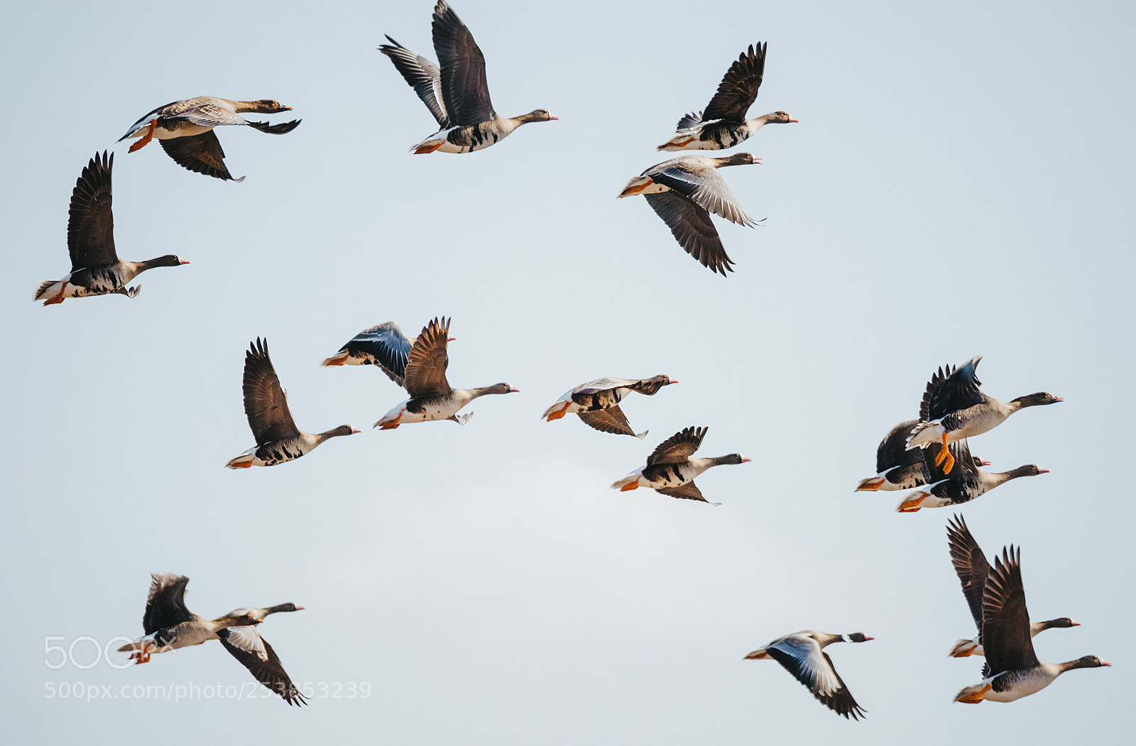 Sony SLT-A99V sample photo. Fly. photography