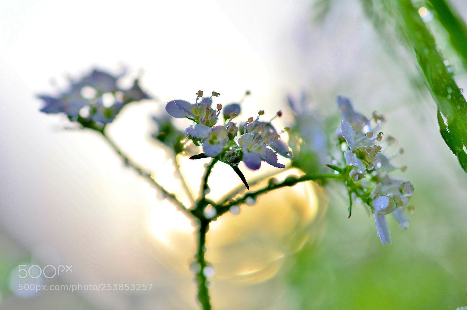 Nikon D3200 sample photo. Garden flowers......macro nature photography
