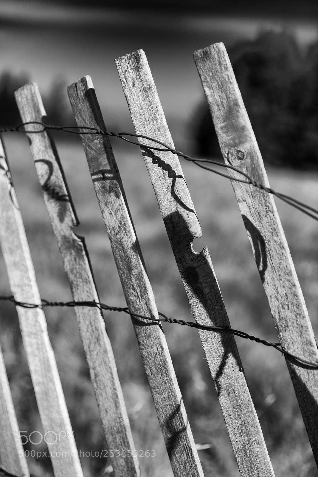 Canon EOS 5D Mark IV sample photo. Fence photography