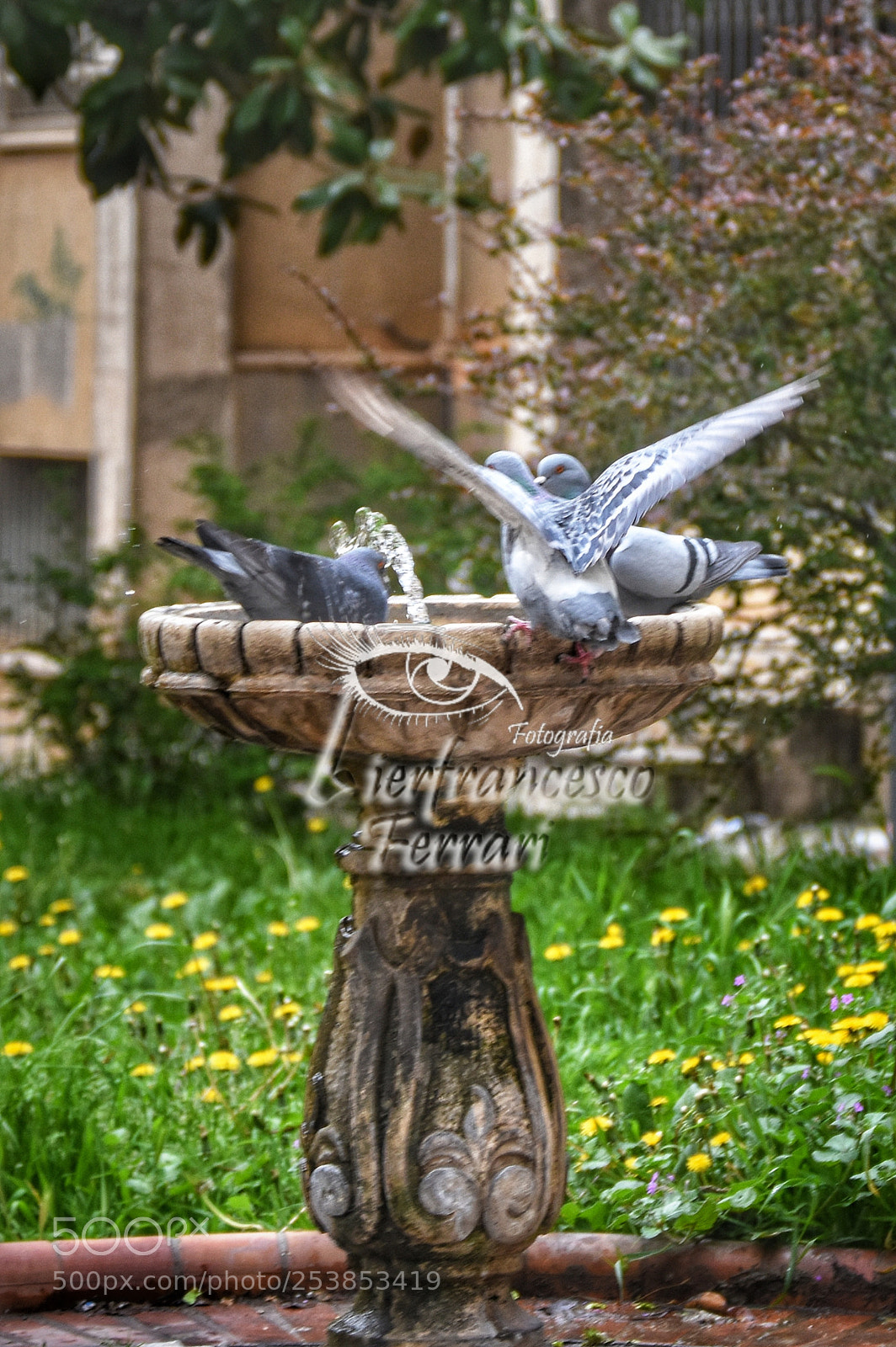 Nikon D7200 sample photo. Fontanella vicino all'ex tribunale photography