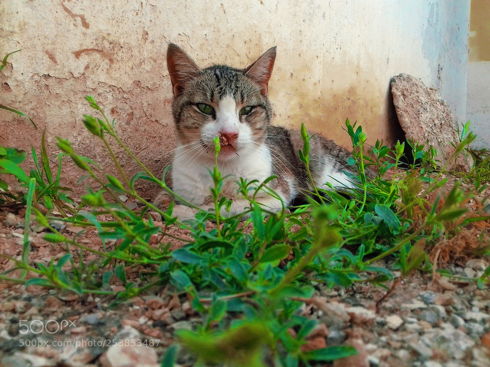 Samsung Galaxy J3(2016) sample photo. Lazy cat photography