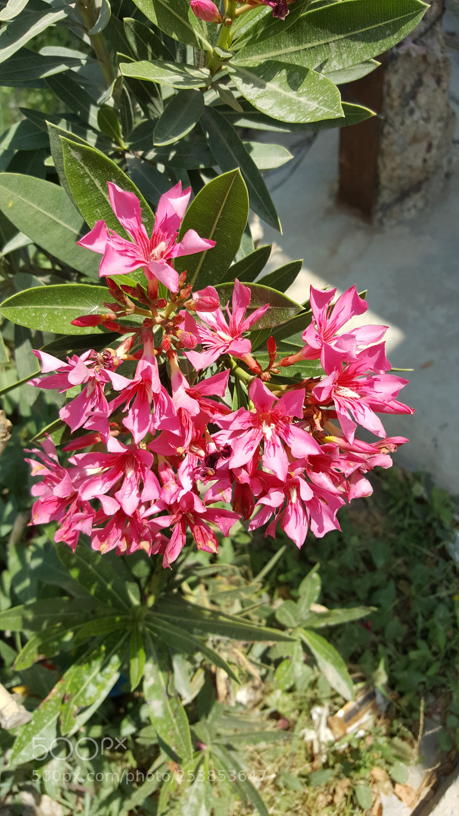 Samsung GALAXY S6 edge sample photo. Dephla photography