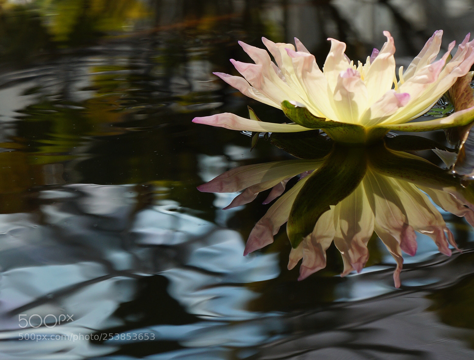 Sony Alpha NEX-3N sample photo. The water lily. photography