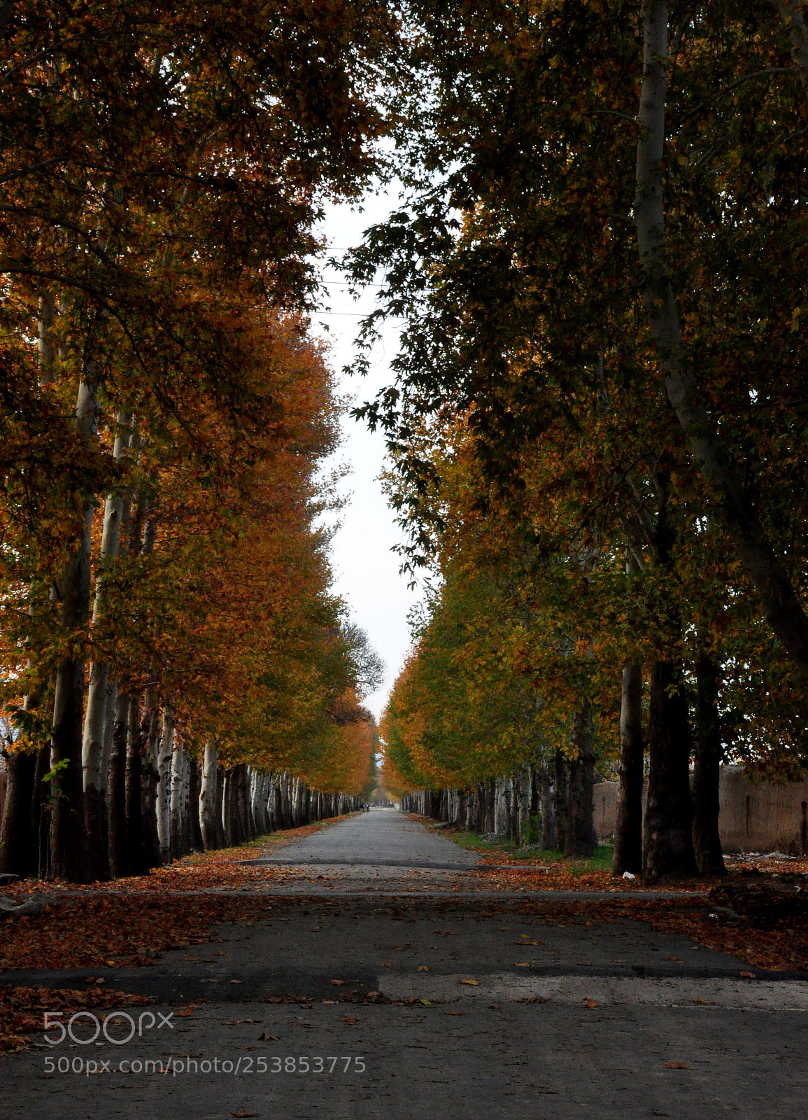 Nikon D90 sample photo. Autumn photography